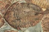 Large Asaphid Trilobite Mortality Plate - Impressive Display #229615-2